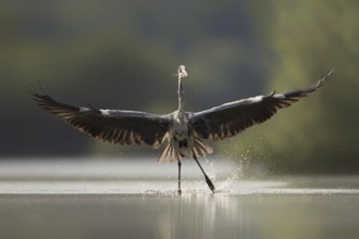 Grey Heron (Ardea cinerea), Portugal