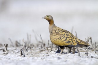 Black-bellied Sandgrouse (Pterocles orientalis) male, Castile-La Mancha, Spain