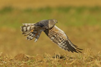 Montagu's Harrier (Circus pygargus) male flying, Rhineland-Palatinate, Germany