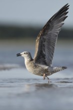 Lesser Black-backed Gull (Larus fuscus fuscus) juvenile taking flight, Mecklenburg-Western