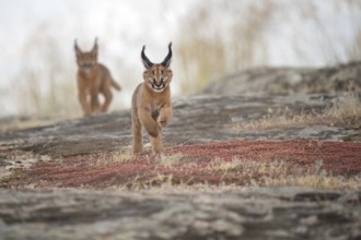 Caracal (Caracal caracal) two cubs playing, Castile-La Mancha, Spain