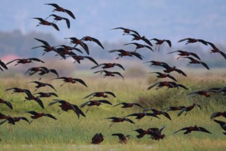 Glossy Ibis (Plegadis falcinellus) group flying, Lesvos, Greece