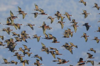 Glossy Ibis (Plegadis falcinellus) group flying, Lesvos, Greece