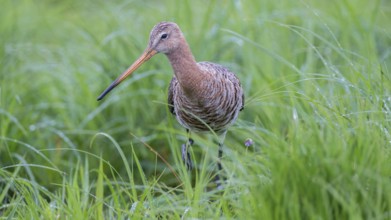 Black-tailed Godwit (Limosa limosa), Lower Saxony, Germany