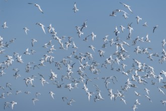 Sandwich Tern (Thalasseus sandvicensis) flock in flight, Schleswig-Holstein, Germany