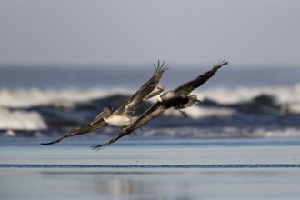 Brown Pelican (Pelecanus occidentalis) juveniles flying over the surf on the beach, Santa Rosa,