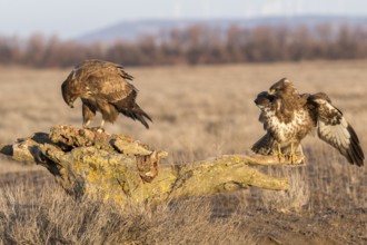 Common Buzzard (Buteo buteo) perched on a stump, Castile-La Mancha, Spain