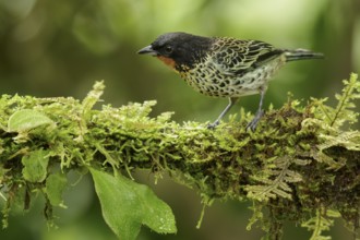 Rufous-throated Tanager (Tangara rufigula) perched on a branch in the Andes mountains of Colombia