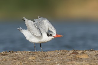 Caspian Tern (Hydroprogne caspia), Eilat, Israel