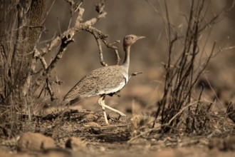 Buff-crested Bustard (Lophotis gindiana), Awash National Park, Ethiopia