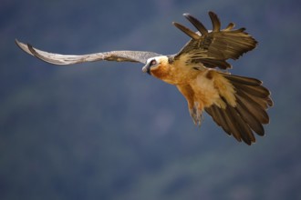 Bearded Vulture (Gypaetus barbatus), flying, Aragon, Spain