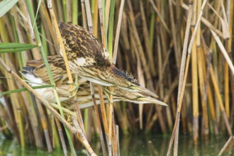Little Bittern (Ixobrychus minutus) juveniles foraging, Thuringia, Germany