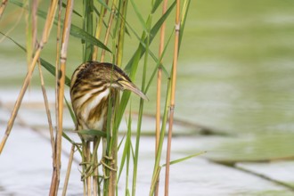 Little Bittern (Ixobrychus minutus) juvenile foraging, Thuringia, Germany