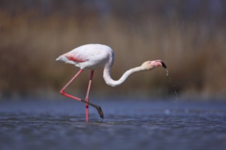 Greater Flamingo, Phoenicopterus ruber, nice pink big bird, head in the water, animal in the nature