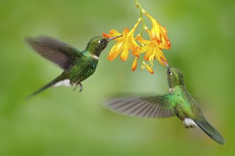 Two flying hummingbird, bird in fly. Action scene with hummingbird. Tourmaline Sunangel eating