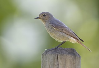 Black Redstart (Phoenicurus ochruros) female, Mecklenburg-Western Pomerania, Germany