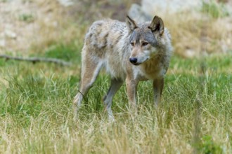 A wolf stands at attention in the tall grass of a summer meadow, Timberwolf, wolf, American wolf,