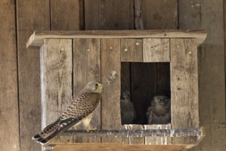 Kestrel (Falco tinnunculus)Female and two young birds at the incubator, village in Münsterland,