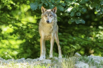 A lone wolf stands at attention in the forest, Timberwolf, wolf, American wolf, (Canis lupus