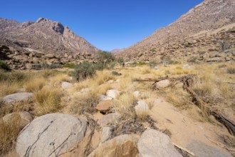 Tsisab Gorge, White Lady Trail, desert landscape with mountains, Brandberg, Erongo, Damaraland,