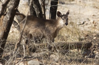 Sambar or sambar deer or horse deer (Cervus unicolor or Rusa unicolor) in the dry forest in