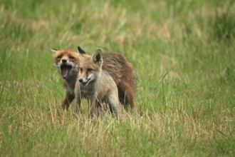 Red fox (Vulpes vulpes) male bites away weaned young, should finally become independent, mown