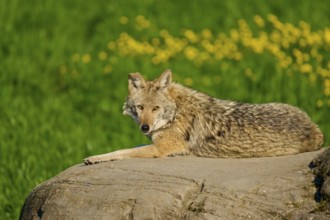 An attentive coyote gazes at a rock surrounded by green flora and yellow flowers, Coyote (Canis
