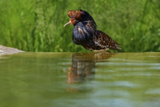 Bird on water with colourful plumage and ruff in the background, ruff (Calidris pugnax), male,