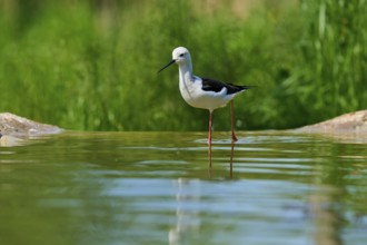 A bird with long legs stands in the water, surrounded by green nature and reflecting water, Stilt