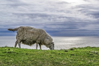 Sheeps on farms over Neist Point Lighthouse, Isle of Skye, Scotland, UK