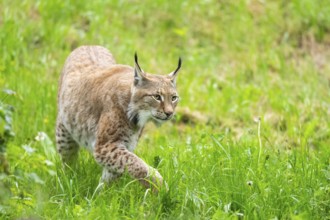 Eurasian lynx (Lynx lynx) walking in the grass, Bavaria, Germany