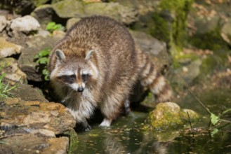 Common raccoon (Procyon lotor) on the edge of a little lake, Bavaria, Germany