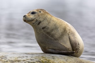 Harbour seal (Phoca vitulina) lying on a stone in the water, Mammals (Mammalia), Gravnesodden,