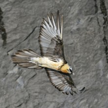 In all its splendour... Bearded vulture (Gypaetus barbatus) gliding in soaring flight upwind along