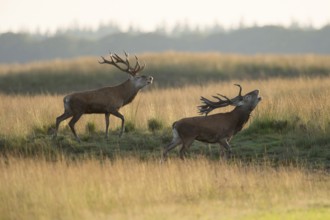 Rivals... Red deer rut (Cervus elaphus), two rival, capital red deer running parallel next to each