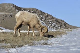 Ram... Bighorn sheep (Ovis canadensis) in winter, male wild sheep, twisted horns, wild sheep in the