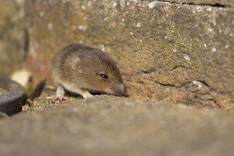 Brown rat (Rattus norvegicus) juvenile baby rodent animal emerging from a hole in an urban