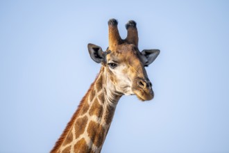 Cape giraffe (Giraffa giraffa giraffa) in front of a blue sky, animal portrait, Kruger National