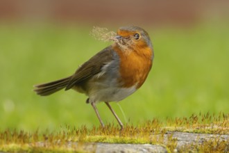 European robin (Erithacus rubecula) adult bird in an urban garden with nesting material in its beak