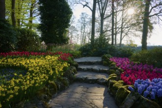A quiet garden path surrounded by daffodils and hyacinths in the early morning light, Keukenhof,