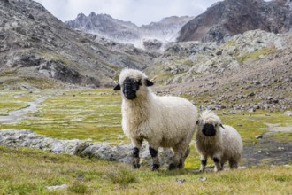 Two Valais Blacknose sheep (Ovis gmelini aries), high alpine mountain valley, Obere Senner Egete,