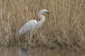 Great white egret (Ardea alba) adult bird in water on the edge of a reedbed with a frog for food in