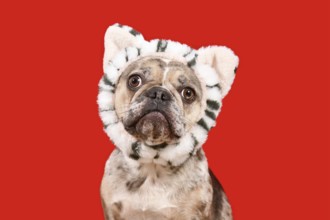 Funny merle French Bulldog dog with cat headband on red background