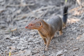 Slender mongoose (Herpestes sanguineus) Kruger National Park, South Africa
