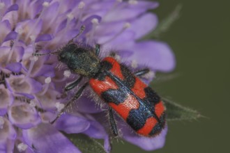 Bee beetle (Trichodes apiarius) nibbling pollen on a field widow flower, bright pattern,