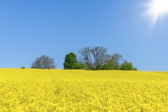 Bright blue sky over blooming yellow rape fields with trees, sun, near Winnenden,
