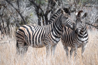 Two plains zebras (Equus quagga), heads together, in dry tall grass, Kruger National Park, South