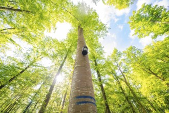 A tall tree reaches the radiant sky with its crown, forest willow project, compensatory measure for
