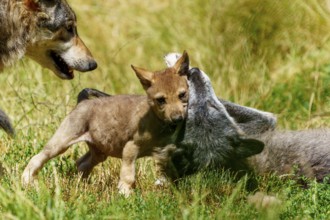 Puppies playing with a lying wolf in the grass, Timberwolf, wolf, American wolf, (Canis lupus