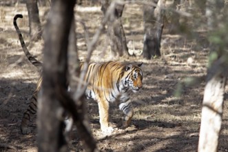 Bengal tiger or Indian tiger (Panthera tigris tigris) in the dry forest, Ranthambore National Park,